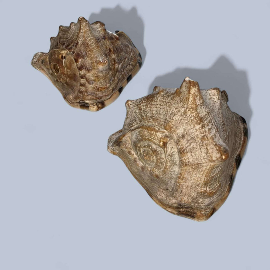 Caracolas antiguas decorativas para colección