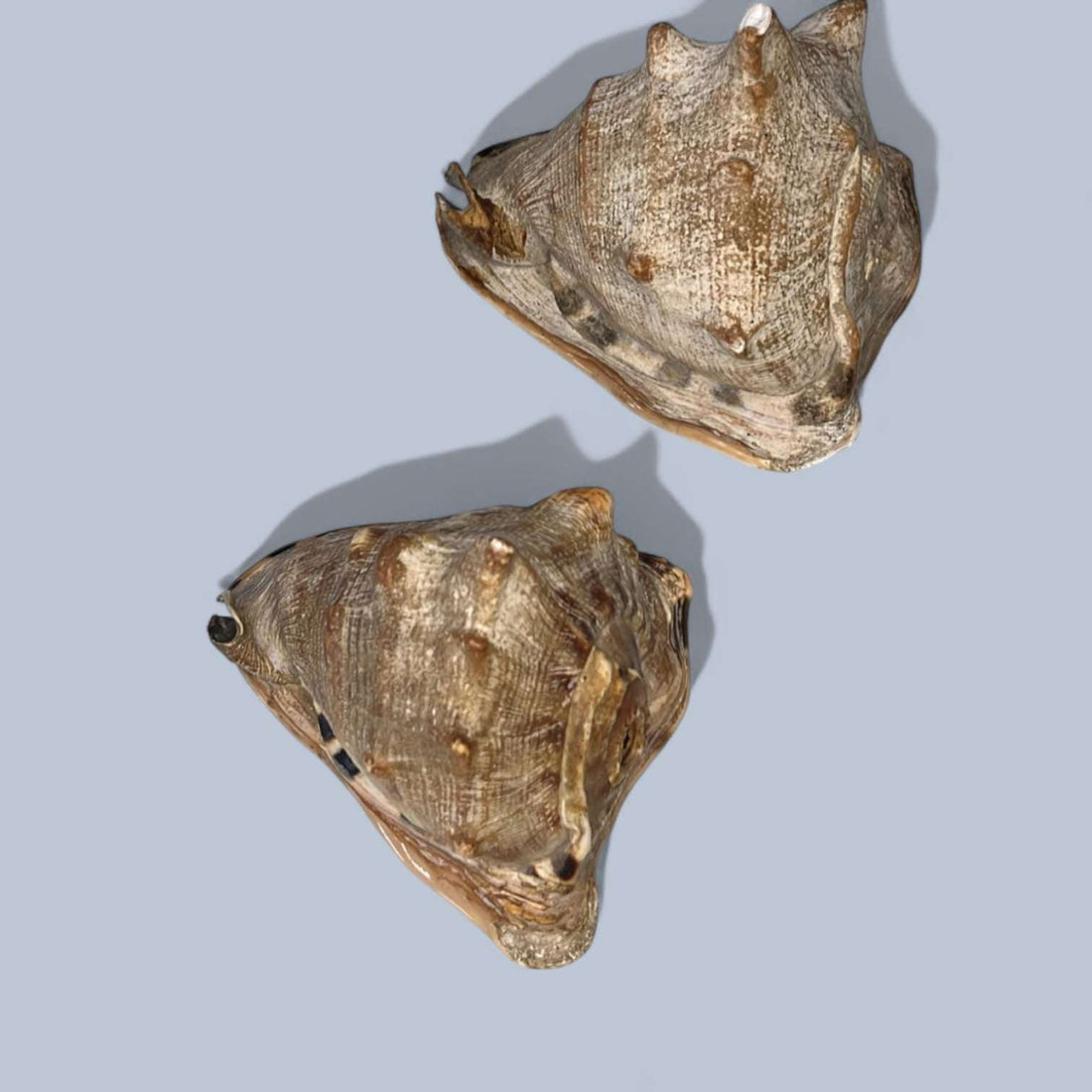 Caracolas antiguas decorativas para colección