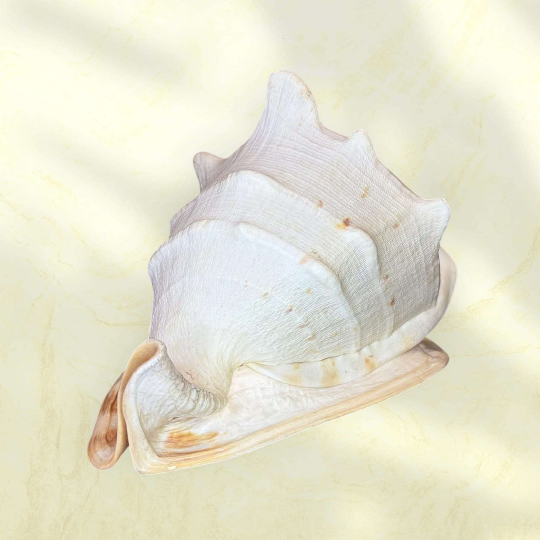 Concha decorativa marina natural de gran formato