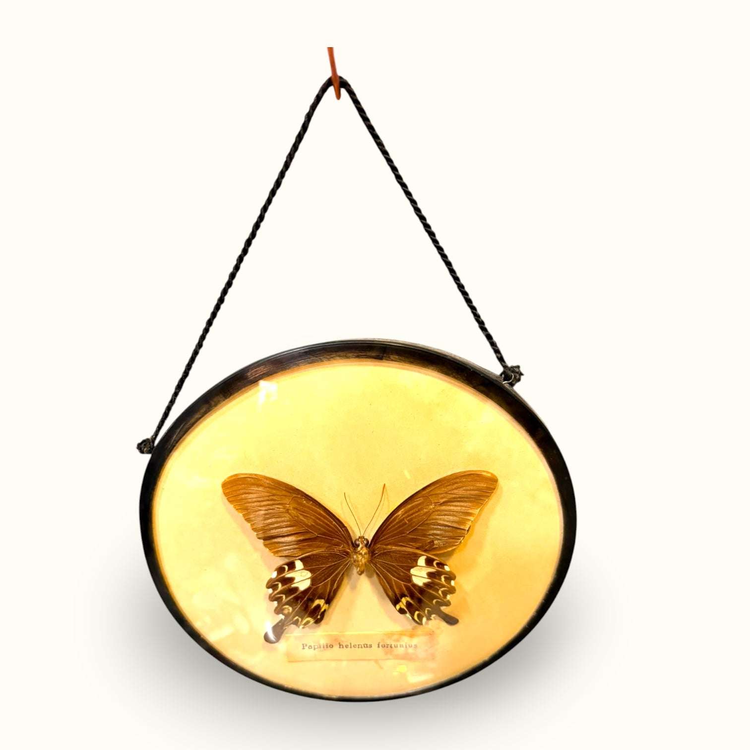 Su formato circular crea una presencia muy decorativa, mientras que la mariposa interior añade un punto de belleza natural, rareza y valor coleccionista. 