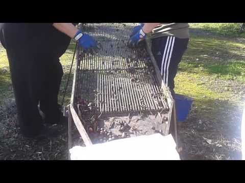 Criba antigua para separar aceitunas de impurezas en uso durante la cosecha, ideal como decoración rústica para jardín o interiores vintage.